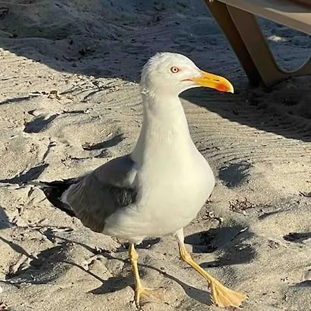 #ljubodoma Apartment *